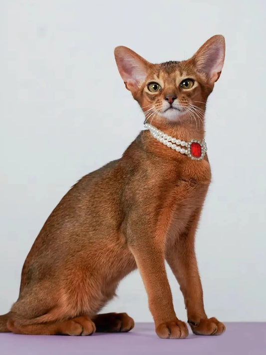 3-pcs Red Diamond  Double Strand Pearl & Rhinestone Pet Necklace - Luxury Collar for Cats & Dogs Size L (30-36cm)